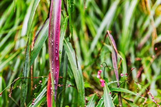 雨后花草