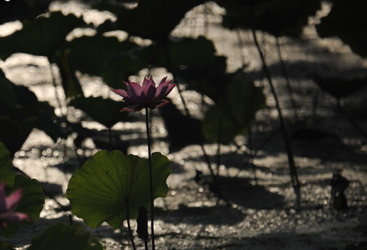 绿叶从中一朵荷花