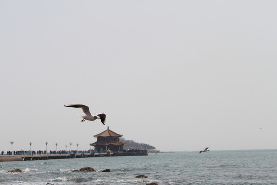 栈桥 海鸥 青岛 海边