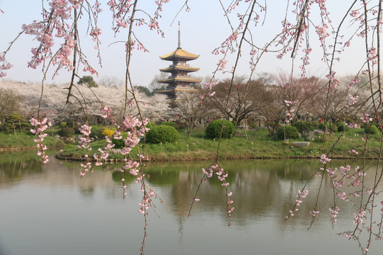 东湖樱花