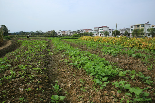 油菜苗