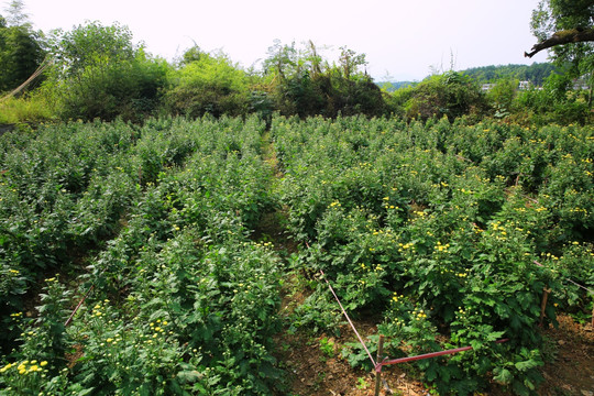 菊花 菊园 植物 花朵 花卉