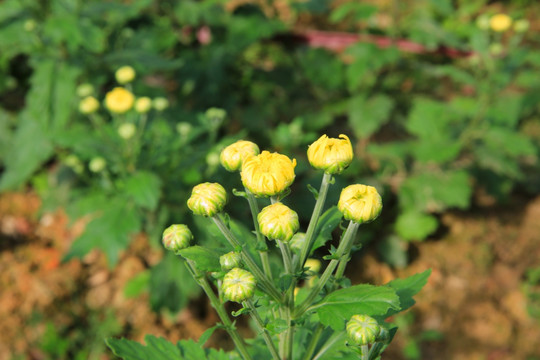 菊花 菊园 植物 花朵 花卉