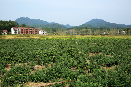 菊花田 菊花园