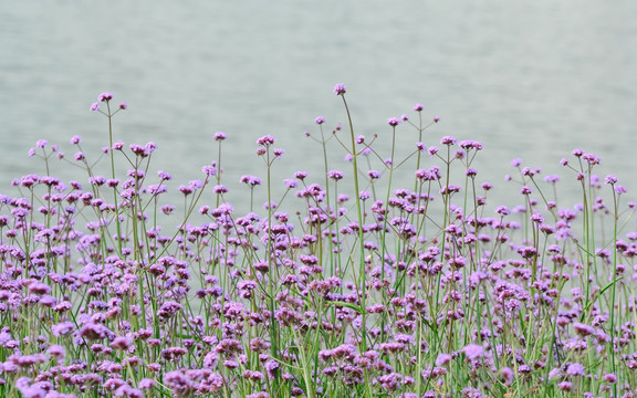 滇池边的紫色马鞭草花海