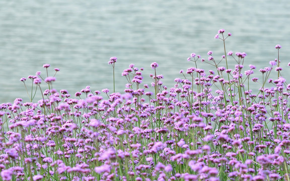 滇池边的紫色马鞭草花海