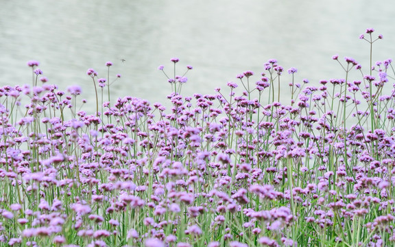 滇池边的紫色马鞭草花海