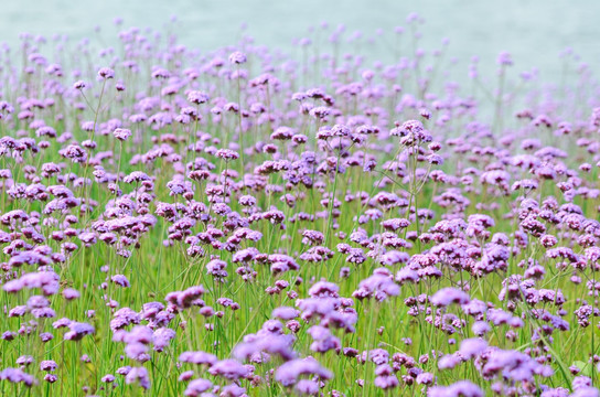滇池边的紫色马鞭草花海