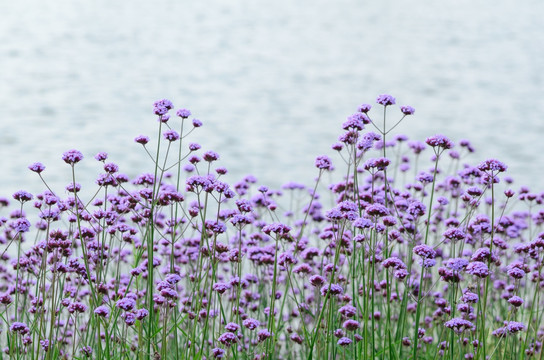 紫色马鞭草花海