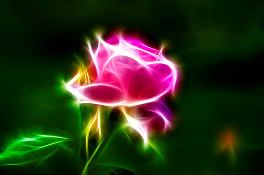 月季花開(kāi)