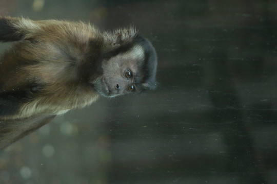 卷尾猴 猴子