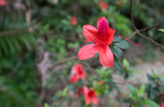 鲜花 山杜鹃