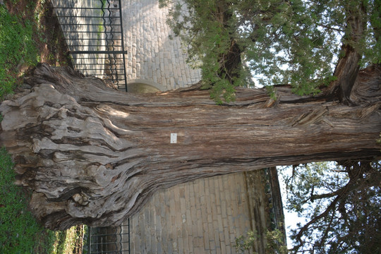 天坛公园里的古树