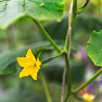 黄瓜花