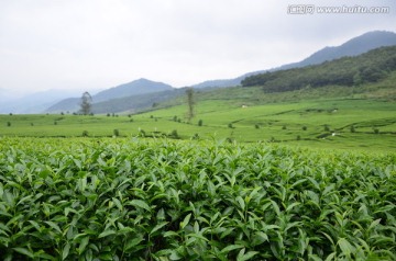 茶园风光