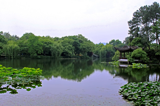 杭州西湖花港观鱼