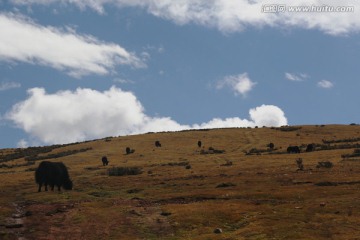 高山草甸