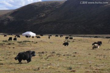 高山草甸 牧场