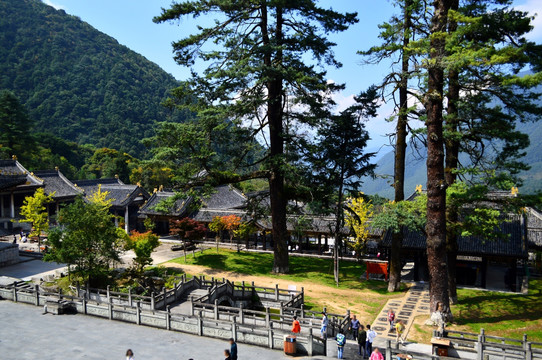 灵山寺古树