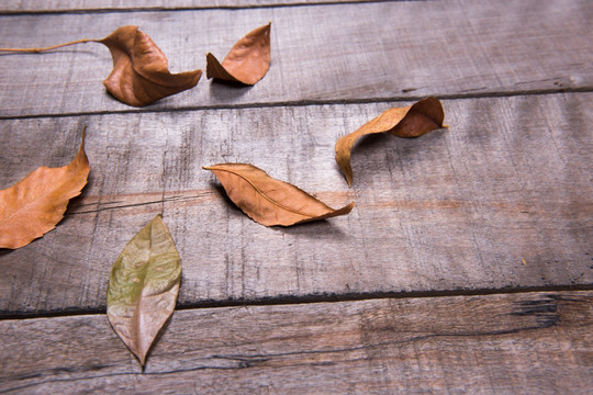 木板上的枯叶