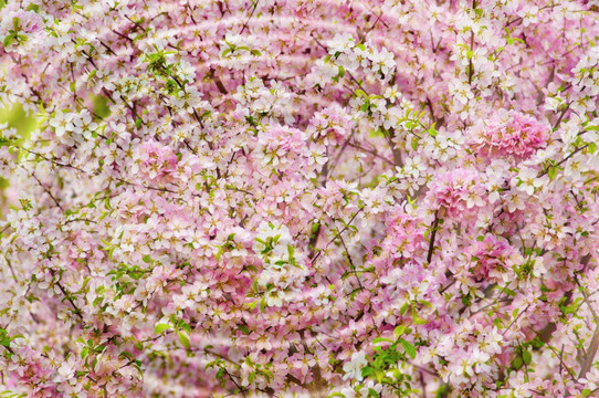 櫻花之美