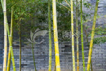 墙壁 竹子