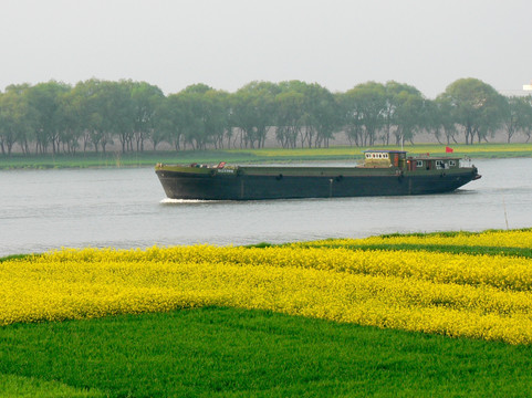 航行在淮河上的货船 油菜花田