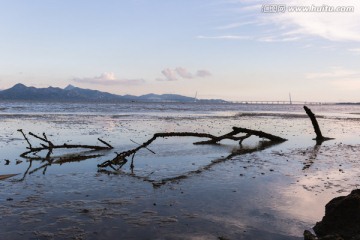 海中的枯树枝