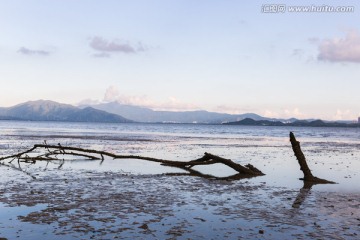 枯树枝