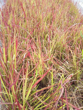 茅草 杂草 草地 草皮 草坪