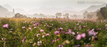 格桑花