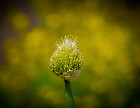 葱花