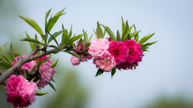 桃花