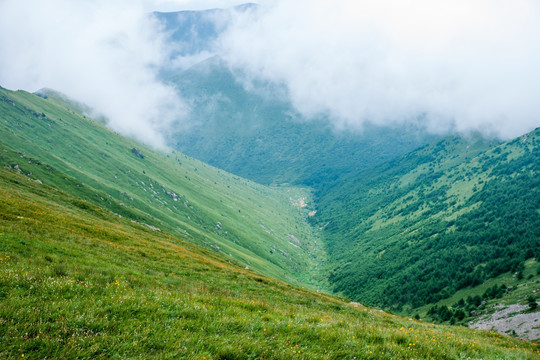 高山草甸