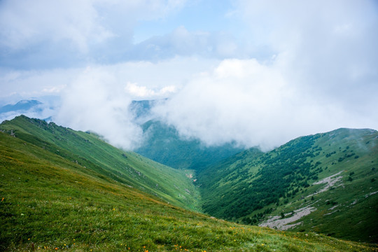 高山草甸