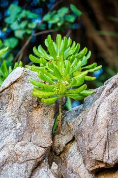 热带植物