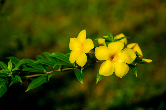 鸡蛋花