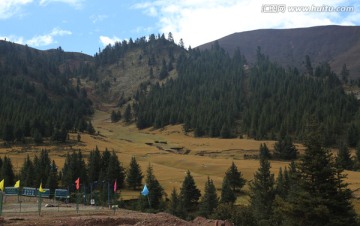 高山草甸 红豆杉