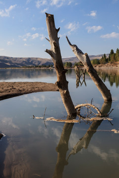 湖里的枯木