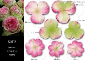 玫瑰花