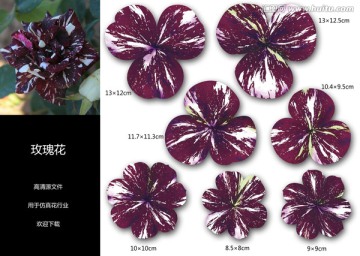 玫瑰花