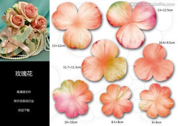 玫瑰花