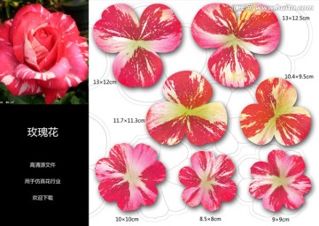 玫瑰花