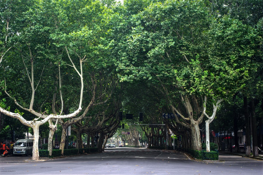 南京梧桐树