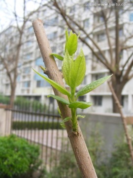 树芽