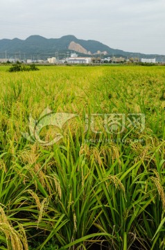 丰收的水稻