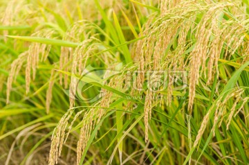 成熟的稻穗