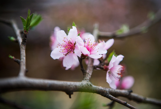 桃花