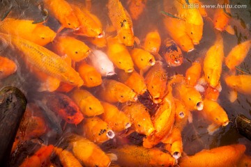 鲤鱼鱼群抢食