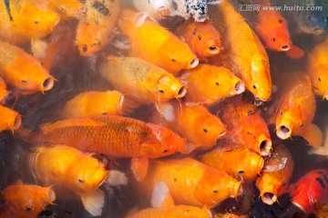 鲤鱼鱼群抢食